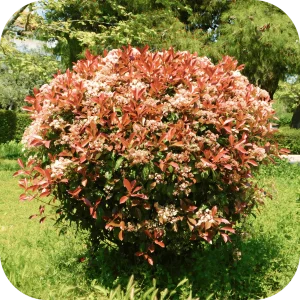 Photinia Red Carpet x3