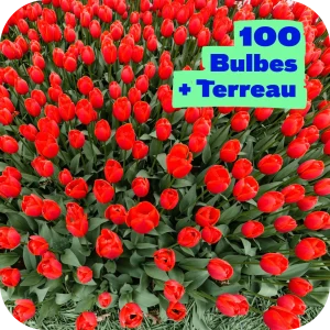 100 Tulipes et son terreau