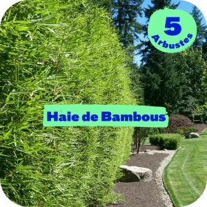 Haie de Bambou - pot de 3L