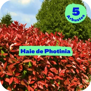 Haie de Photinia - Pot de 3L