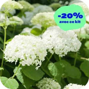Hortensia Mamma Mia (kit de 3)