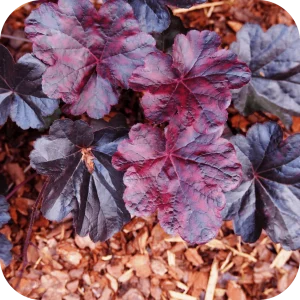 Heuchère Black