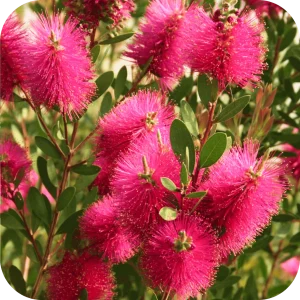 Callistemon Rince-Bouteille