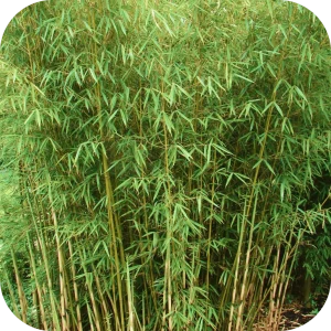 Bambou Le zébré
